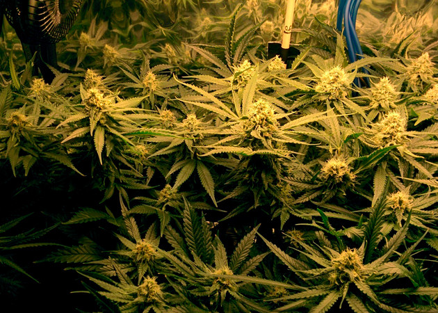 Развитие соцветий на 18 неделе выращивания