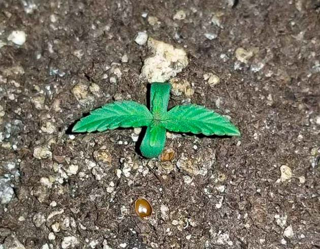 Росток сорта Quarter Pounder Autoflower