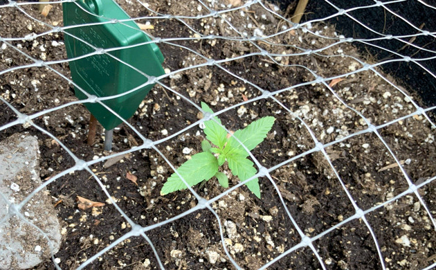 Сетка над ростком каннабиса