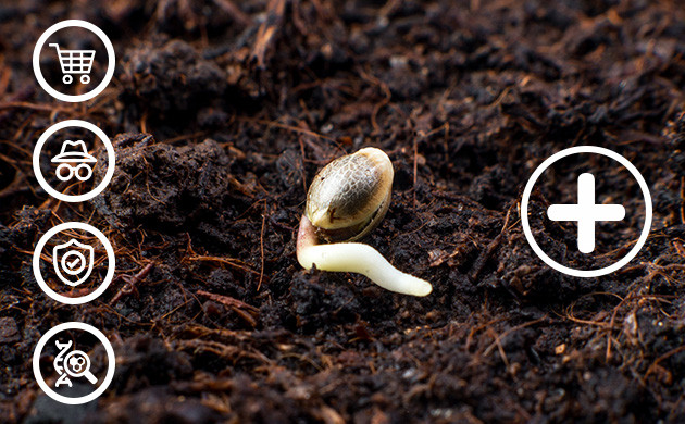 Плюсы выращивания конопли из семян Пророщенное семя каннабиса