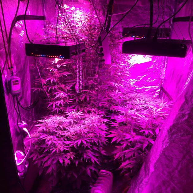 Развитие Auto White Widow fem на 7 неделе гровинга