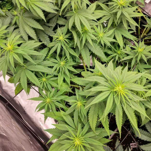 Сорт Apple Betty на 8 неделе роста Apple Betty рост 55 см