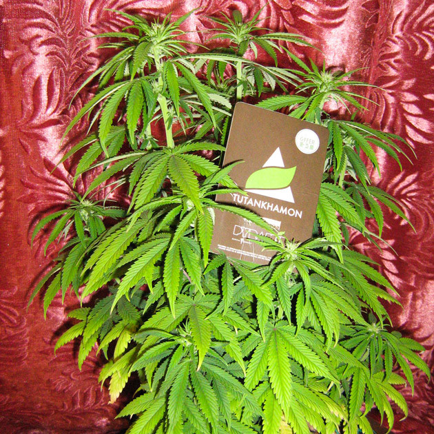 Tutankhamon на второй неделе цветения