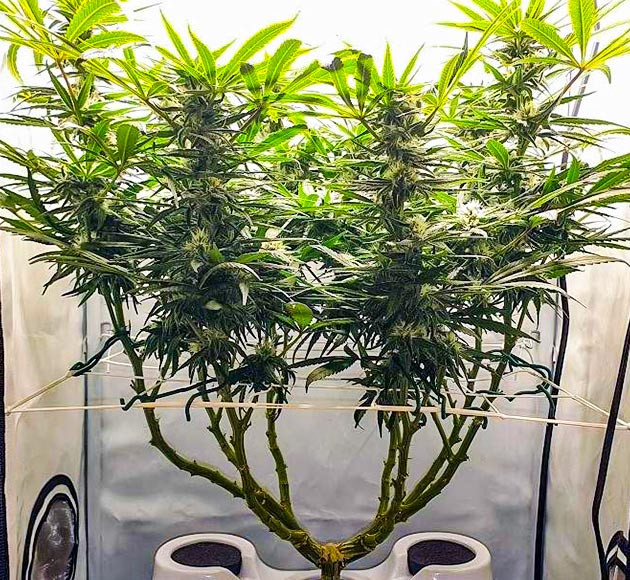 Куст конопли высотой 52 см