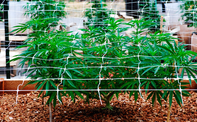 Сетка над кустом