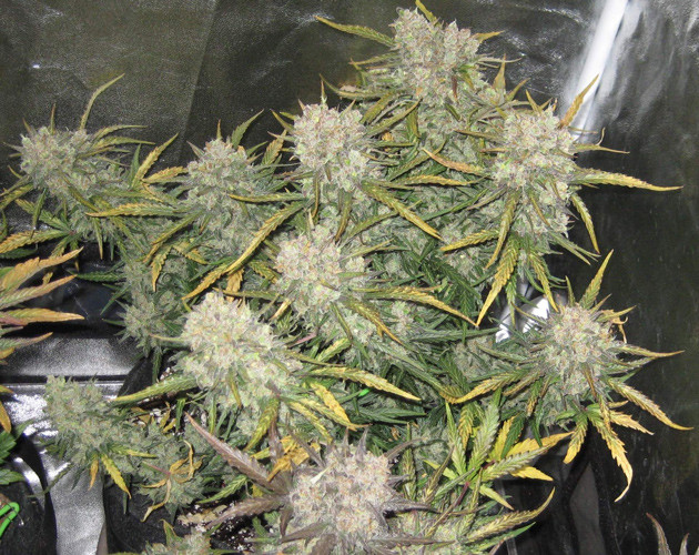 11 неделя выращивания