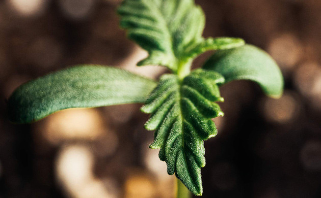 Выращивание сорта конопли Lemon AK в небольшом гроубоксе Росток марихуаны Lemon AK