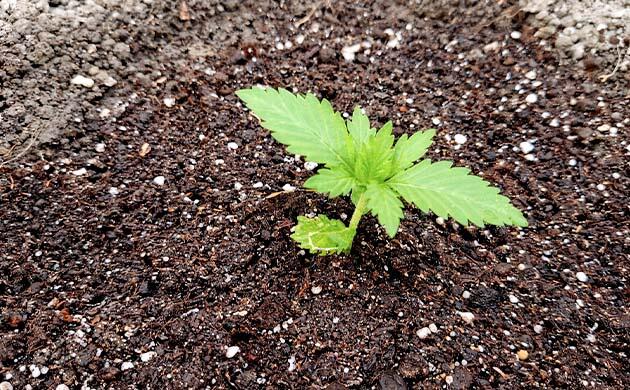 Старший росток конопли пересажен в постоянную лунку