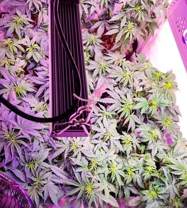 Выращивание сорта Original Auto Skunk Растение Original Auto Skunk на 5 неделе выращивания