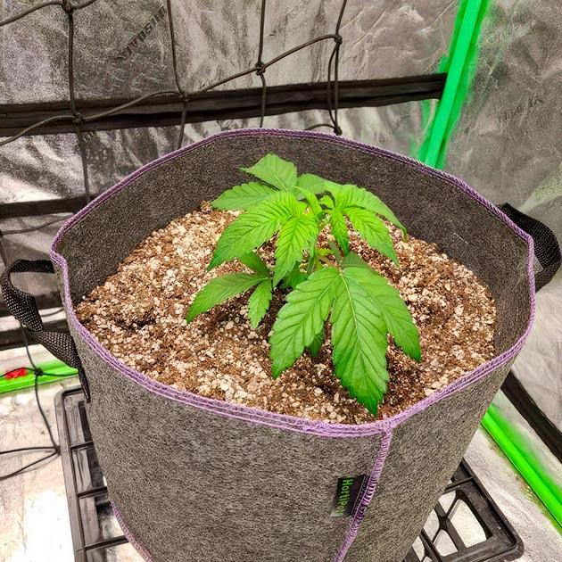 Куст White Wedding RBX на стадии вегетации