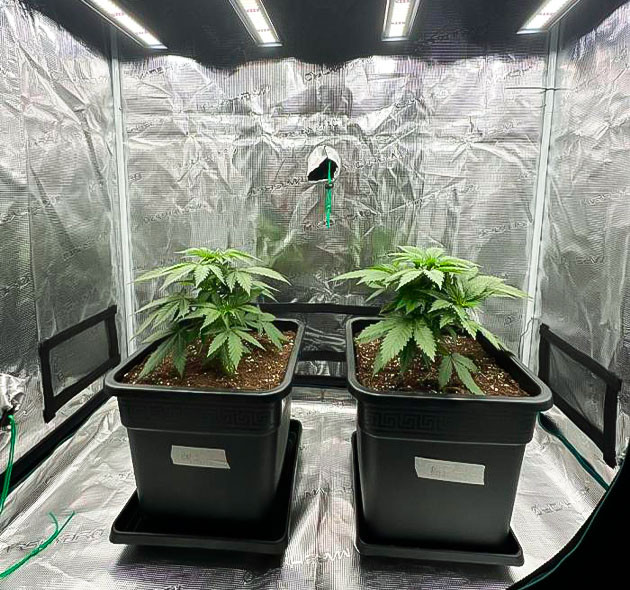 Кусты Biscotti Mintz от сидбанка Barney's Farm на 4 неделе