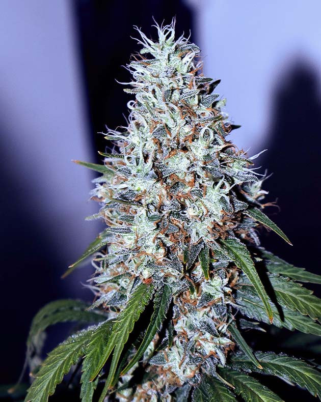 Недели 8-10 гроурепорта Bruce Banner #3 Увеличение яркости и блокировка питания