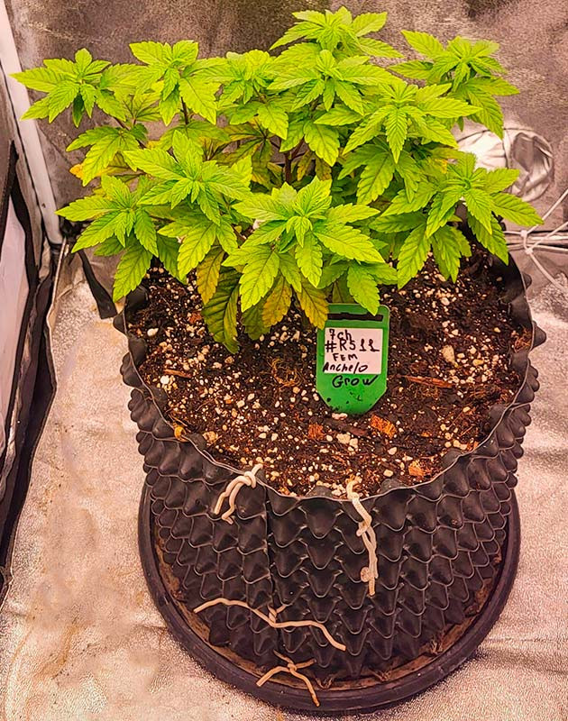 Куст RS11 от сидбанка 7CH American на 5 неделе