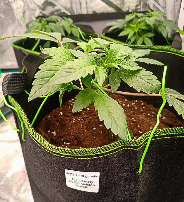 High Society: подготовка к финальному этапу