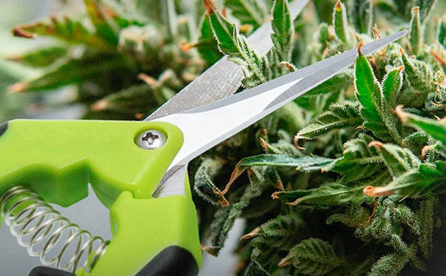 Инструменты для тримминга каннабиса: ножницы и триммеры