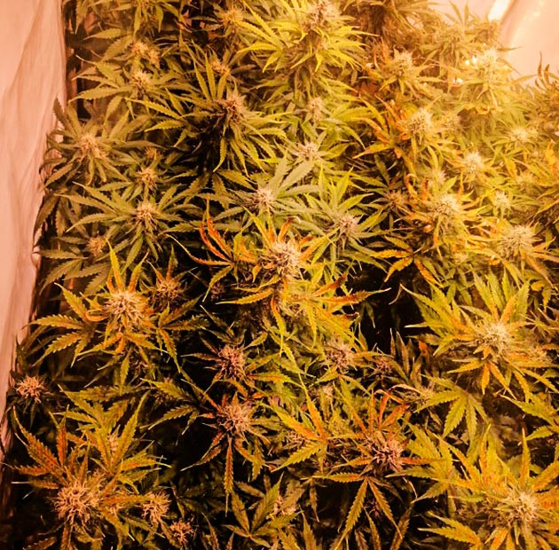 Растения высотой 30 сантиметров Куст конопли Original Auto Skunk на 9 неделе выращивания