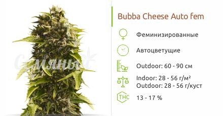 Bubba Cheese Auto fem (Humboldt Seeds)