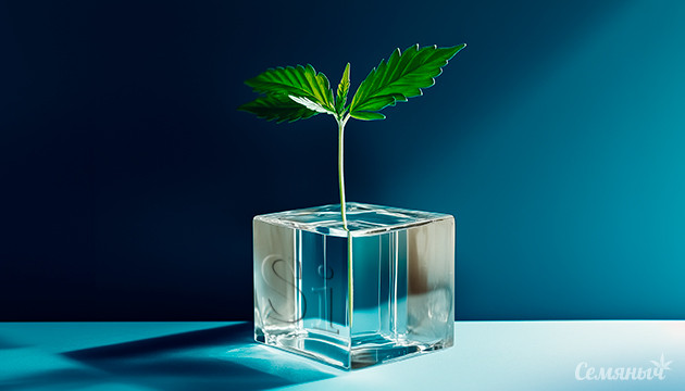 Влияние кремния на рост и развитие конопли Использование кремния при выращивании марихуаны