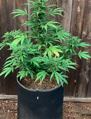 Куст Bruce Banner Auto