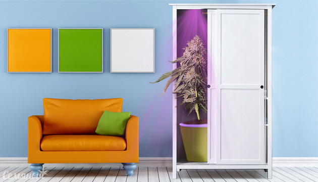 4 способа безопасно разместить гроурум в квартире