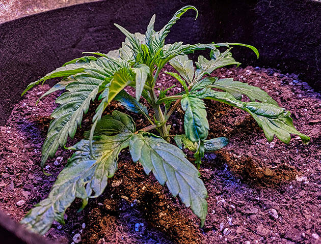 Конопля Jack Herer на третьей неделе роста