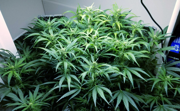 Цветение Lemon AK auto fem