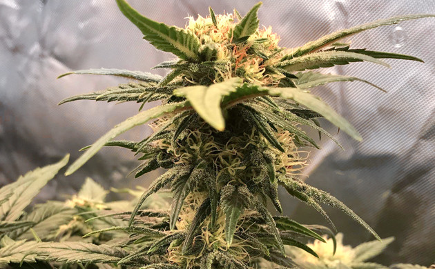 Цветение конопли