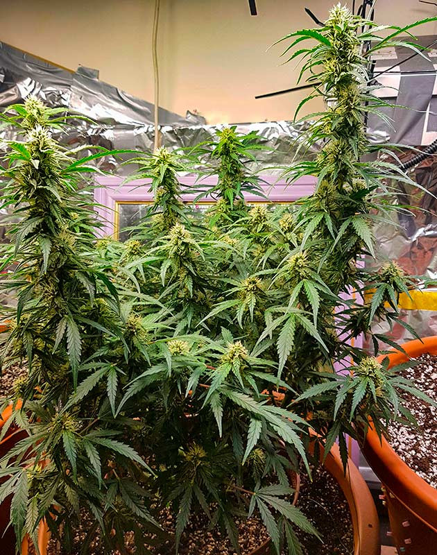 Глубокая промывка куста Zkittlez Auto