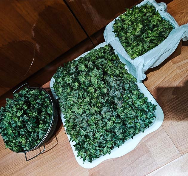 Сбор урожая Dozy Doz Сбор урожая с кустов Dozy Doz