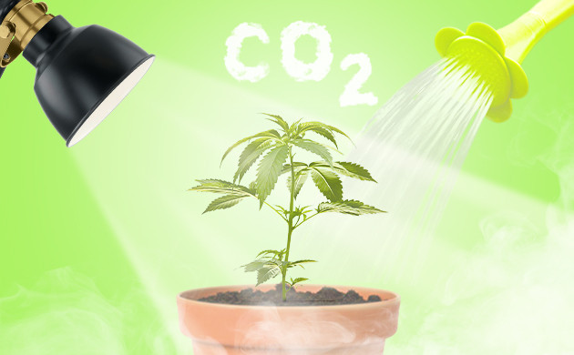 Полив и освещение куста​