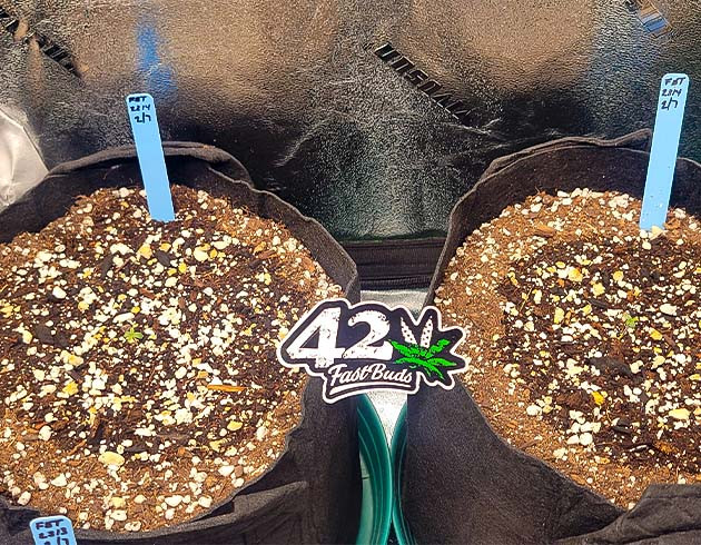 Прорастание без заминок Apricot Auto