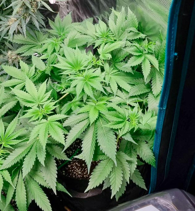 Конопля на 5 неделе роста