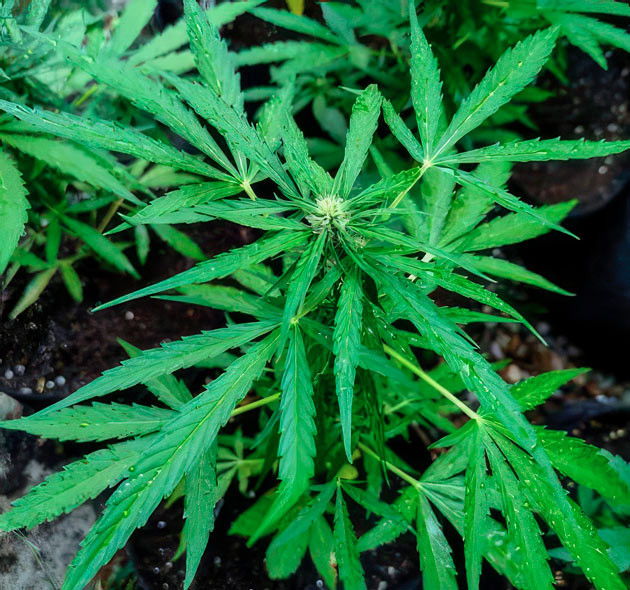 Выращивание марихуаны на 7 неделе Titan F1 Auto ростом 55 см