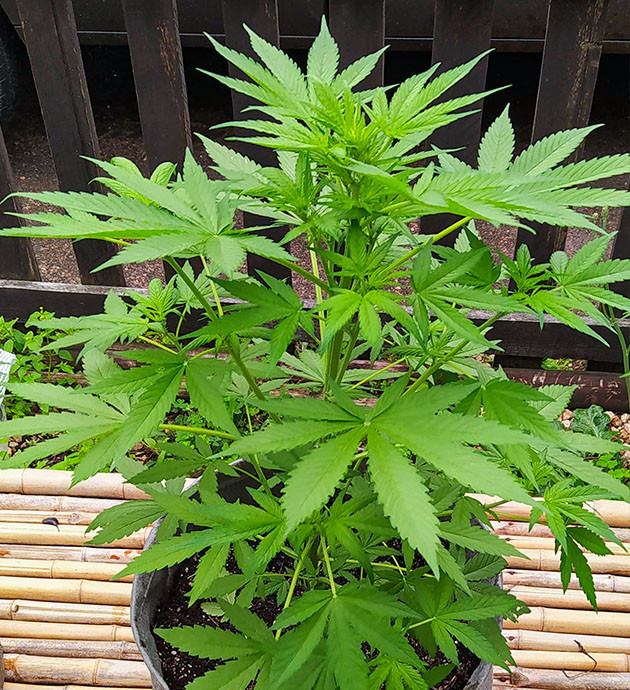 Куст на стадии веги