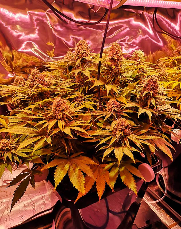 Активный набор массы шишек Потемнение бутонов каннабиса