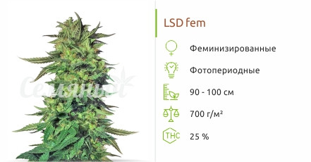 Сорт марихуаны LSD LSD от Семяныча