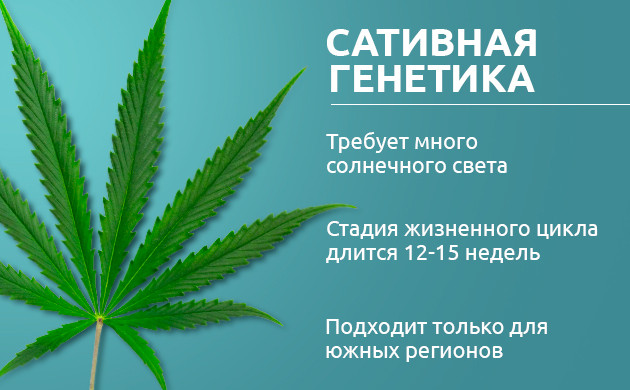 Особенности вегетации и цветения сатив