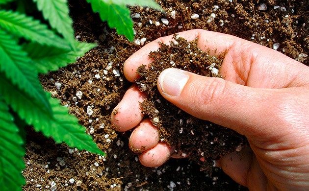 Использование диоксида кремния при выращивании конопли в почве Использование диоксида кремния при выращивании конопли