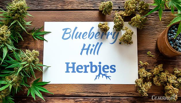 Гроурепорт сорта Blueberry Hill fem от Herbies Seeds