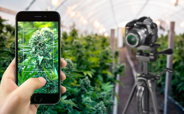 Канна-гровинг с помощью искусственного интеллекта