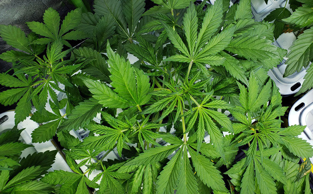 Развитие на 5 неделе выращивания Куст LSD Auto вид сверху