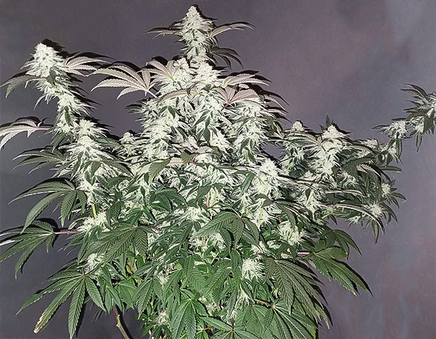Растение конопли покрытое белыми бутонами