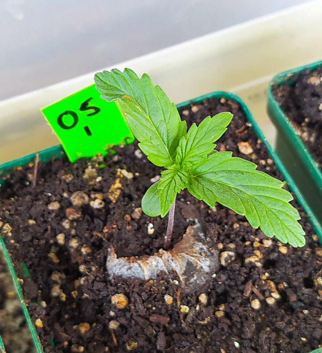 Росток в торфяной таблетке посаженной в горшок