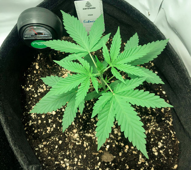 Конопля Euforia X ростом 14 см