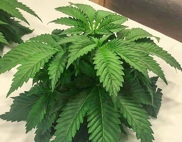 Обрезка верхушки куста