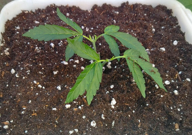 Добавление удобрения Osmocote в грунт для каннабиса Подкормка каннабиса при увеличении объёма грунта