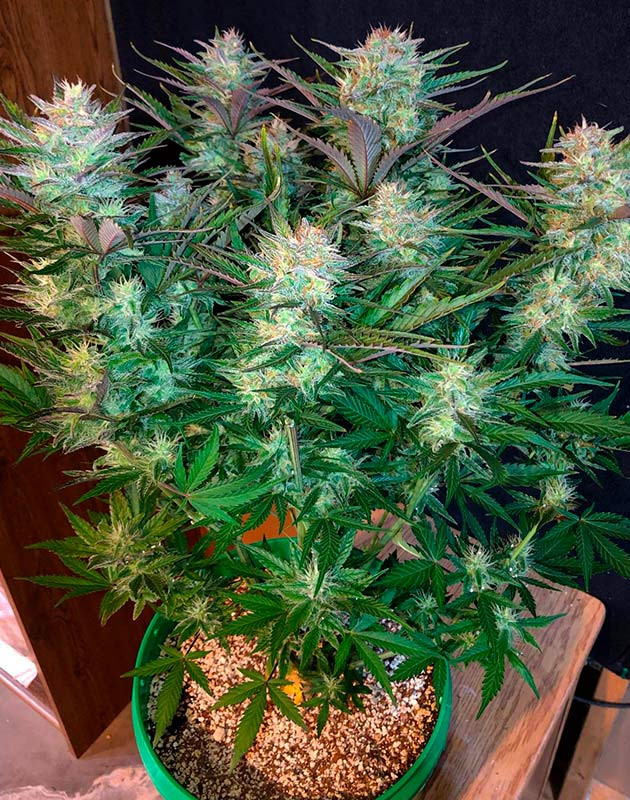 Цветущий куст Original Blueberry Auto