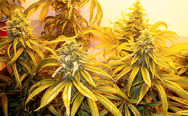 Листья конопли желтого цвета