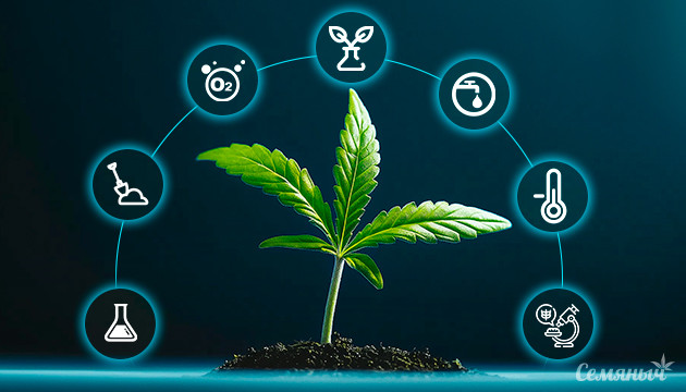 Новейшие методы селекции конопли