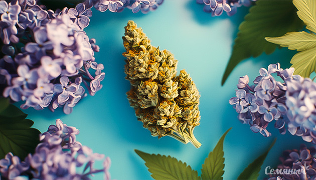 Терпены в конопле: влияние на эффект